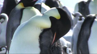 Close-up of an emperor penguin preening