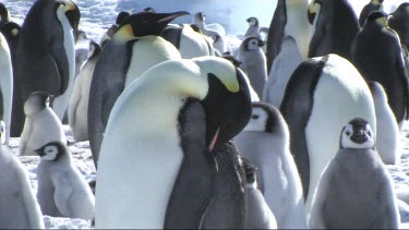 Zoom out from medium shot to wide shot. Emperor penguin colony on the sea ice of Antarctica