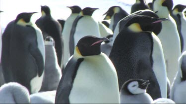 Zoom out from medium shot to wide shot. Emperor penguin colony on the sea ice of Antarctica