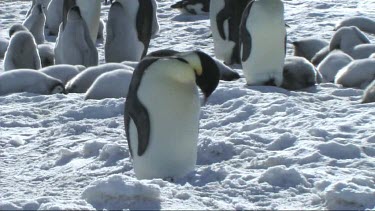 Emperor penguin preening next to the colony