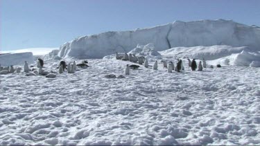 Wide shot. Panoramic view of an emperor penguin colony on Antarctica