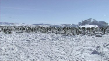 Wide shot. Panoramic view of an emperor penguin colony on Antarctica