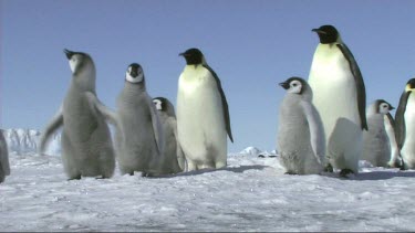 Emperor penguins waiting for their mates and parents to return to the colony