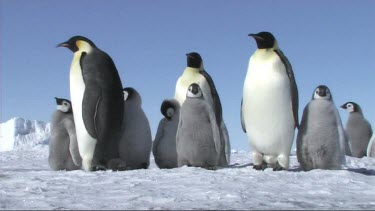 Emperor penguins waiting for their mates and parents to return to the colony