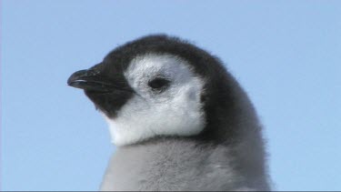 Close-up of an emperor penguin chick waiting for its parents