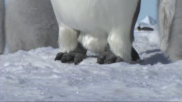 Tilt up close up. View of an emperor penguin head to toe