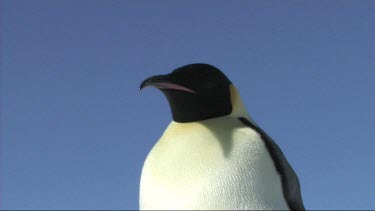 Close-up of an adult emperor penguin