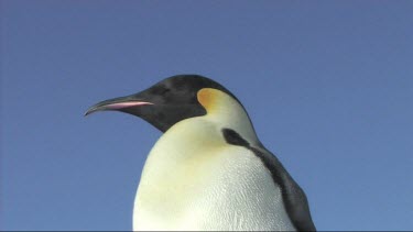 Close-up of an adult emperor penguin