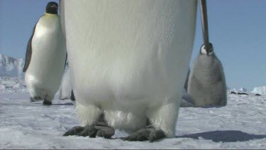 Tilt up close up. View of an emperor penguin head to toe