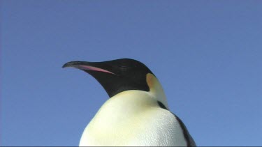 Low angle of close-up of an adult emperor penguin