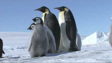 Emperor penguins waiting for their mates and parents to return to the colony, huddle together for warmth.