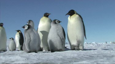 Low angle. Emperor penguins waiting for their mates and parents to return to the colony, huddle together for warmth.