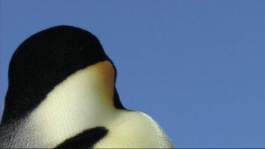 Close-up of an adult emperor penguin