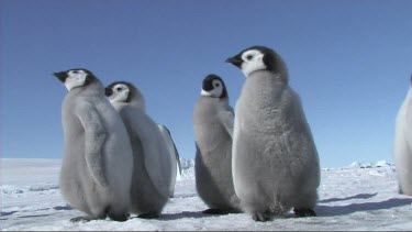 Emperor penguin chicks waiting for their parents to return with food. Huddle together in nursery or cr?che.