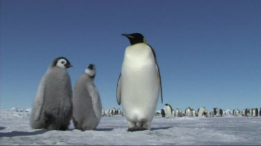 Long shot shows rest of colony in distance. Emperor penguin chicks waiting for their parents to return with food