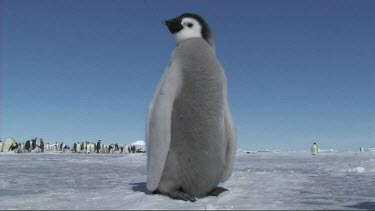 Emperor penguin chick waiting for its parent to return with food