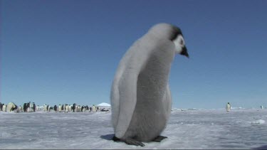 Emperor penguin chick waiting for its parent to return with food. Looks right into camera, cute.