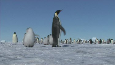 Excited emperor penguin rushing back to the colony, calling chick and mate.