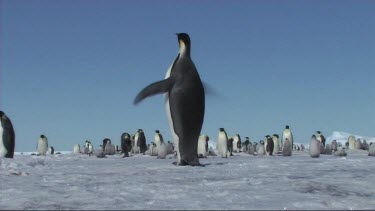 Excited emperor penguin rushing back to the colony