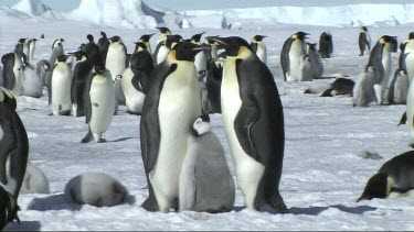 Emperor penguin family near Snow Hill, Antarctica. Adult male, female and chick. Rest of colony in background.