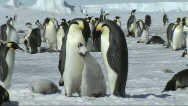Emperor penguin family near Snow Hill, Antarctica. Adult male, female and chick. Rest of colony in background. Feeding chick regurgitated food.