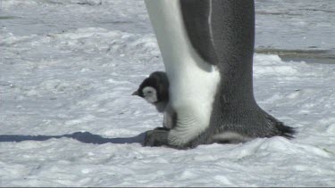 Emperor penguin male balances its chick on its feet to keep it warm.