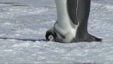 Medium close up. Emperor penguin male balances its chick on its feet to keep it warm.