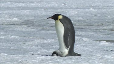 Emperor penguin male balances its chick on its feet to keep it warm. He walks with chick balancing on his feet.