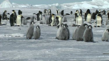 Emperor penguin chicks running to meet their parents
