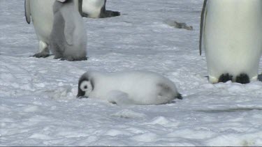 Emperor penguin chick resting on the snow