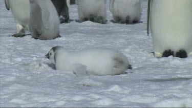Zoom out to Wide Shot. Emperor penguin chick resting on the snow
