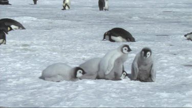 Emperor penguin chicks waiting for their parents to return with food