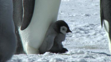 Emperor penguin chick on the feet of its parent