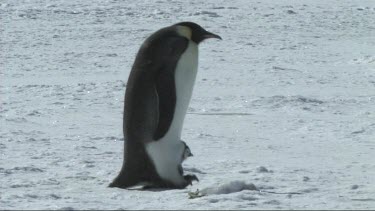 Emperor penguin chick on the feet of its parent. Male takes care of chick. He walks through colony balancing the chick on his feet to keep it warm in the little pouch or flap of skin he has.