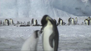 Shift of focus from an emperor penguin colony to an emperor penguin chick asking for food