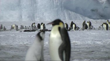 Shift of focus from an emperor penguin colony to an emperor penguin chick asking for food