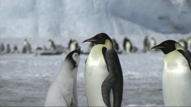 Shift of focus from an emperor penguin chick asking for food to an emperor penguin colony