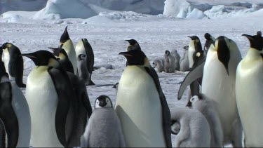 Emperor penguin colony