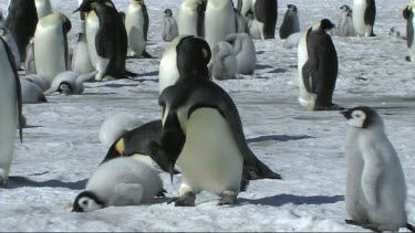 Emperor penguin lying down on the edge of the colony, resting on ice.