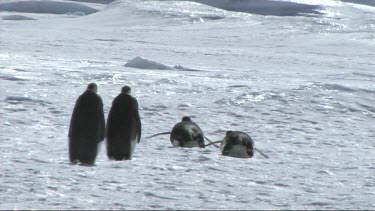 Emperor penguin sliding on the sea ice in the Weddell Sea, Antarctica