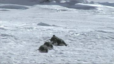 Emperor penguin sliding on the sea ice in the Weddell Sea, Antarctica