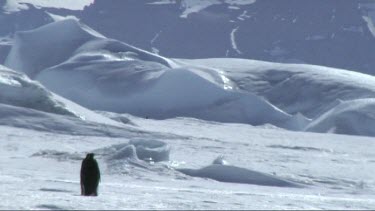 Emperor penguin sliding on the sea ice in the Weddell Sea, Antarctica. Away from camera