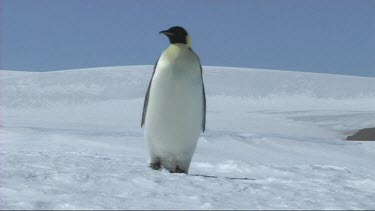 Emperor penguin walking towards camera