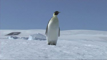 Emperor penguin looking around on the sea ice in the Weddell Sea, Antarctica