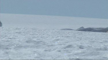 Emperor penguin sliding on the ice towards the camera. Antarctica