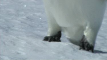 Close-up of emperor penguin feet walking