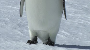 Close-up of emperor penguin feet walking