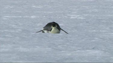 Emperor penguin belly sliding on the ice in the Weddell Sea, Antarctica