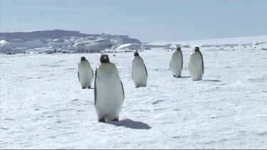 Small group of five Emperor penguins walking towards the camera. Antarctica