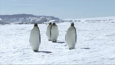 Small group of five Emperor penguins walking towards the camera. Antarctica